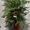 Norfolk Pine Tree Live Plant - Mini Christmas Tree, 3 Gallon Pot - Image 1