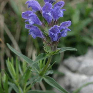 Northern Dragonhead Live Plant - Dracocephalum Ruyschiana - 3-6