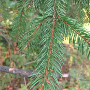 Norway Spruce Live Plant Picea abies - Starter Tree 6-10 inches Tall - Image 3