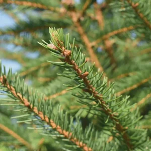 Norway Spruce Live Plant Picea abies - Starter Tree 6-10 inches Tall - Image 4
