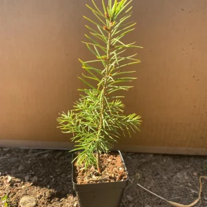 Norway Spruce Live Plant Picea abies - Starter Tree 6-10 inches Tall - Image 5