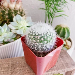 Notocactus Apricus Cactus Live Plant – Yellow Flowers – 2 Inch Pot – Indoor/Outdoor - Image 7
