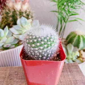 Notocactus Apricus Cactus Live Plant – Yellow Flowers – 2 Inch Pot – Indoor/Outdoor - Image 8