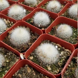 Notocactus Apricus Cactus Live Plant – Yellow Flowers – 2 Inch Pot – Indoor/Outdoor - Image 9