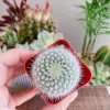 Notocactus Apricus Cactus Live Plant – Yellow Flowers – 2 Inch Pot – Indoor/Outdoor - Image 1