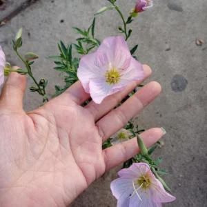 Oenothera Berlandieri 'Siskiyou Pink' Live Plant - Evening Primrose in 6 Inch Pot - Image 2
