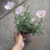 Oenothera Berlandieri 'Siskiyou Pink' Live Plant - Evening Primrose in 6 Inch Pot - Image 1