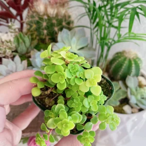 Ogon Sedum Makinoi Stonecrop Live Plant – Golden Foliage Groundcover – 2 inch Pot - Image 1