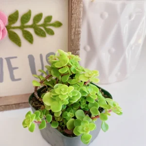 Ogon Sedum Makinoi Stonecrop Live Plant – Golden Foliage Groundcover – 2 inch Pot - Image 8