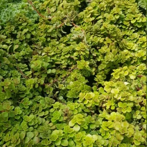 Ogon Sedum Makinoi Stonecrop Live Plant – Golden Foliage Groundcover – 2 inch Pot - Image 9
