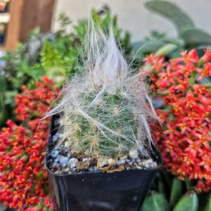 Old Man of the Andes Cactus Live Plant - Oreocereus trollii in 2 inch Pot - Image 2