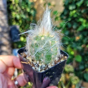 Old Man of the Andes Cactus Live Plant - Oreocereus trollii in 2 inch Pot - Image 3