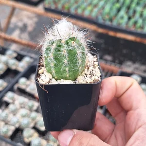 Old Man of the Andes Cactus Live Plant - Oreocereus trollii in 2 inch Pot - Image 4
