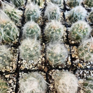 Old Man of the Andes Cactus Live Plant - Oreocereus trollii in 2 inch Pot - Image 5