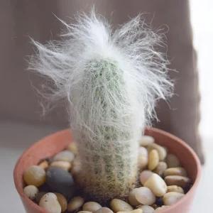 Old Man of the Andes Cactus Live Plant - Oreocereus trollii in 2 inch Pot - Image 6