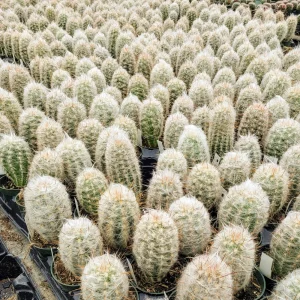 Old Man of the Andes Cactus Live Plant - Oreocereus trollii in 2 inch Pot - Image 7