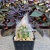Old Man of the Andes Cactus Live Plant - Oreocereus trollii in 2 inch Pot - Image 1