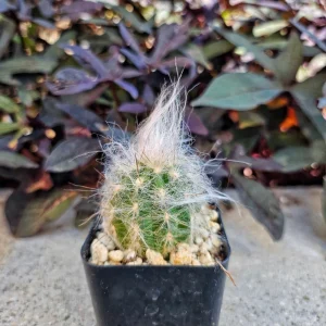 Old Man of the Andes Cactus Live Plant - Oreocereus trollii in 2 inch Pot - Image 1