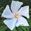 Oleander Live Cuttings, 7 White Unrooted 6 inch, Outdoor Plant - Image 1