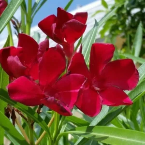 Oleander Live Plant Cuttings - 7 Red Flowering Shrub Cuttings 6 Inches - Image 2
