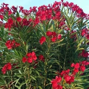 Oleander Live Plant Cuttings - 7 Red Flowering Shrub Cuttings 6 Inches - Image 3