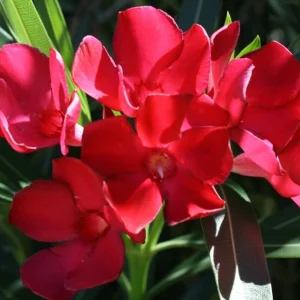 Oleander Live Plant Cuttings - 7 Red Flowering Shrub Cuttings 6 Inches - Image 1