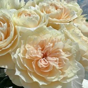 Opera Queen Rose Live Plant - Fragrant Deep Pink Shrub for Gardens - Image 3