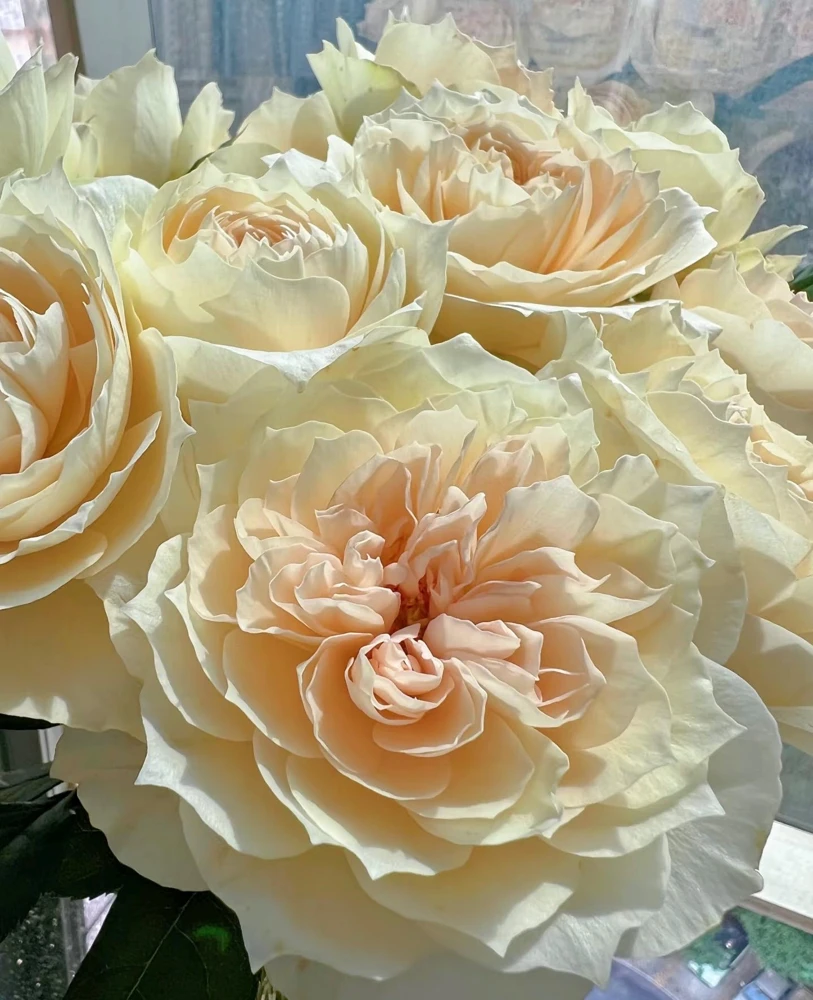 Opera Queen Rose Live Plant - Fragrant Deep Pink Shrub for Gardens - Image 3