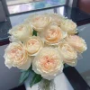 Opera Queen Rose Live Plant - Fragrant Deep Pink Shrub for Gardens - Image 1