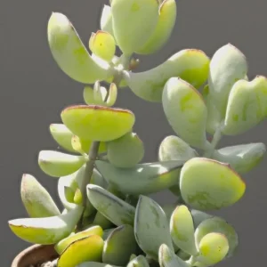 Orange Cotyledon Pendens Live Plant - Rare Trailing Succulent 2