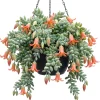 Orange Cotyledon Pendens Live Plant - Rare Trailing Succulent 2" Pot - Image 1