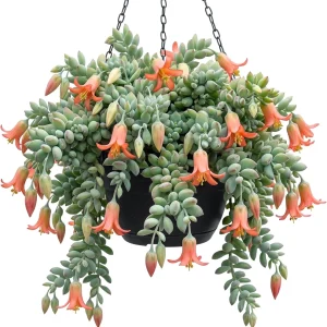 Orange Cotyledon Pendens Live Plant - Rare Trailing Succulent 2