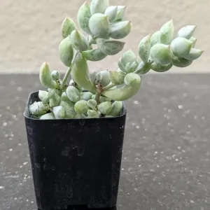 Orange Cotyledon Pendens Live Plant - Rare Trailing Succulent 2