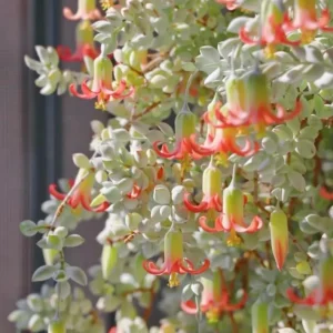Orange Cotyledon Pendens Live Plant - Rare Trailing Succulent 2