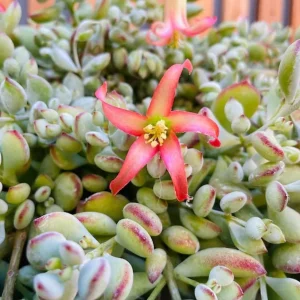 Orange Cotyledon Pendens Live Plant - Trailing Succulent - 4 inch Pot - Image 5