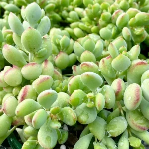 Orange Cotyledon Pendens Live Plant - Trailing Succulent - 4 inch Pot - Image 7