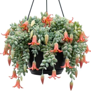 Orange Cotyledon Pendens Live Plant - Trailing Succulent - 4 inch Pot - Image 1