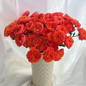 Orange Juicy Terrazza Patio Rose Live Plant – Compact 40-50 cm Tall – Outdoor Container - Image 2