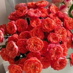 Orange Juicy Terrazza Patio Rose Live Plant – Compact 40-50 cm Tall – Outdoor Container - Image 3