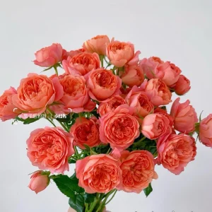 Orange Juicy Terrazza Patio Rose Live Plant – Compact 40-50 cm Tall – Outdoor Container - Image 4