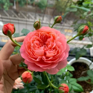 Orange Juicy Terrazza Patio Rose Live Plant – Compact 40-50 cm Tall – Outdoor Container - Image 5