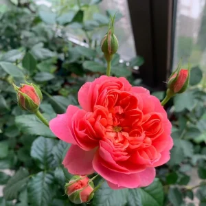 Orange Juicy Terrazza Patio Rose Live Plant – Compact 40-50 cm Tall – Outdoor Container - Image 6