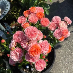 Orange Juicy Terrazza Patio Rose Live Plant – Compact 40-50 cm Tall – Outdoor Container - Image 7