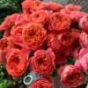 Orange Juicy Terrazza Patio Rose Live Plant – Compact 40-50 cm Tall – Outdoor Container - Image 1
