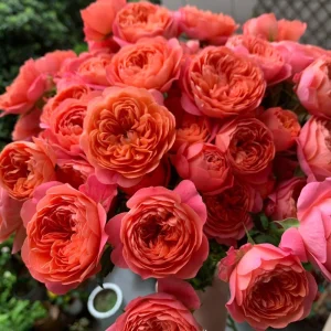 Orange Juicy Terrazza Patio Rose Live Plant – Compact 40-50 cm Tall – Outdoor Container - Image 1