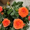 Orange Mini Rose Live Plant Starter Bush – 4-8 inch Tall - Image 1