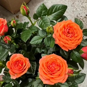 Orange Mini Rose Live Plant Starter Bush – 4-8 inch Tall - Image 1