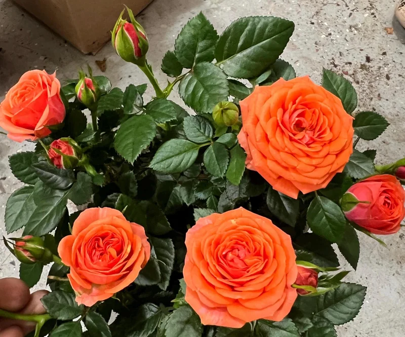Orange Mini Rose Live Plant Starter Bush – 4-8 inch Tall - Image 1