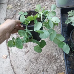 Oregon Sugar Pod Peas Live Plant – 3/6 Set, 3-inch Pot – Outdoor Vegetable - Image 1