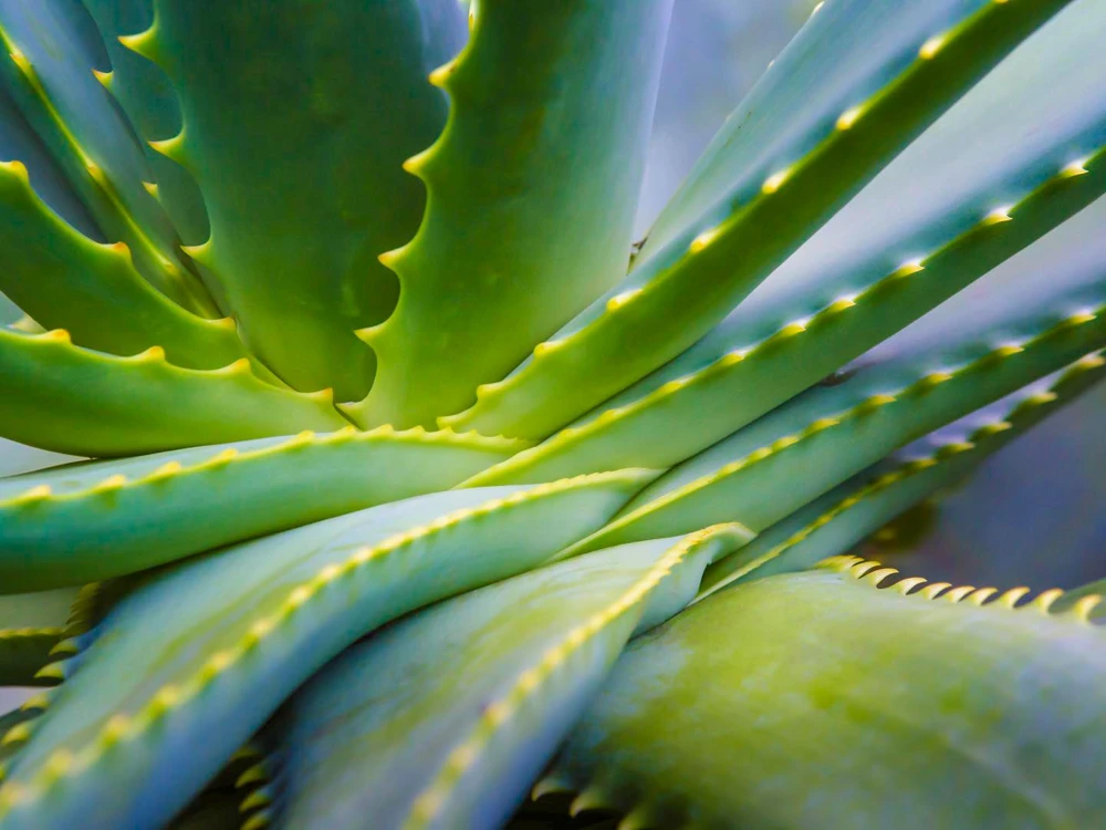 Organic Aloe Vera Live Plant – Medicinal Succulent Starter – 4-8” Tall in 2.5” Pot - Image 2
